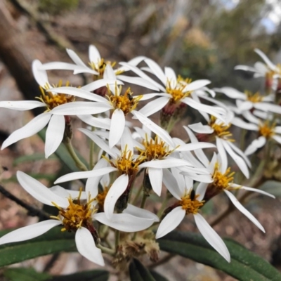 Olearia megalophylla (Large-leaf Daisy-bush) at Tinderry Nature Reserve - 15 Dec 2019 by shoko