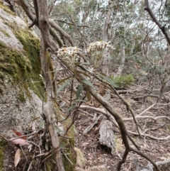 Olearia megalophylla at Tinderry, NSW - 15 Dec 2019 01:03 PM