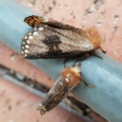 Epicoma contristis (Yellow-spotted Epicoma Moth) at Chisholm, ACT - 15 Dec 2019 by RomanSoroka