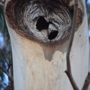 Eucalyptus globulus subsp. bicostata at Undefined Area - 17 Nov 2019 05:35 PM