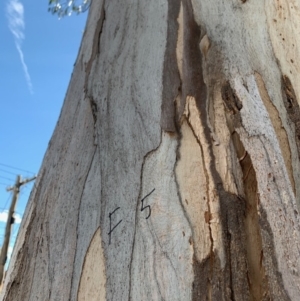 Eucalyptus globulus subsp. bicostata at GG73 - 17 Nov 2019