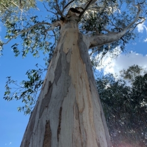 Eucalyptus globulus subsp. bicostata at Undefined Area - 17 Nov 2019 05:35 PM