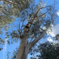 Eucalyptus globulus subsp. bicostata at Garran, ACT - 17 Nov 2019