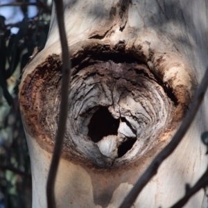 Callocephalon fimbriatum at Garran, ACT - 17 Nov 2019