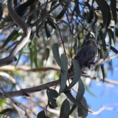 Callocephalon fimbriatum at Garran, ACT - 17 Nov 2019