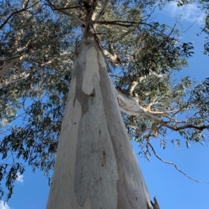 Callocephalon fimbriatum at Garran, ACT - 17 Nov 2019