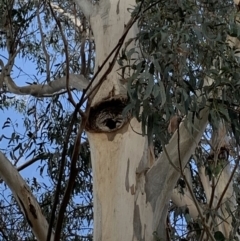 Callocephalon fimbriatum at Garran, ACT - 17 Nov 2019