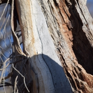 Eucalyptus blakelyi at Garran, ACT - 24 Nov 2019
