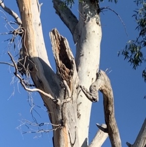 Eucalyptus blakelyi at Garran, ACT - 24 Nov 2019