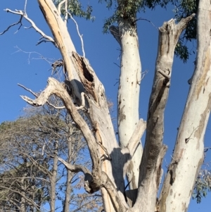 Eucalyptus blakelyi at Garran, ACT - 24 Nov 2019