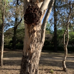 Eucalyptus blakelyi at Garran, ACT - 24 Nov 2019 06:23 PM