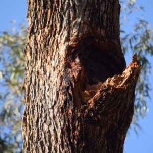 Eucalyptus bridgesiana at Garran, ACT - 24 Nov 2019