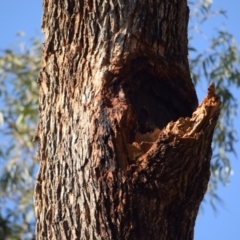 Eucalyptus bridgesiana (Apple Box) at Garran, ACT - 24 Nov 2019 by pjthapa