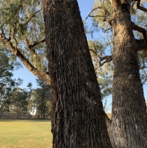 Eucalyptus bridgesiana at Garran, ACT - 24 Nov 2019