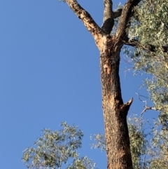 Eucalyptus bridgesiana at Garran, ACT - 24 Nov 2019