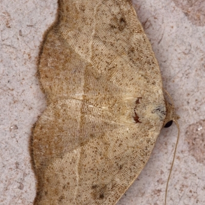 Sophta concavata (Varied Hookwing) at Kambah, ACT - 15 Dec 2019 by Marthijn