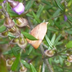 Tortricopsis uncinella (A concealer moth) at Aranda, ACT - 18 Nov 2012 by JanetRussell