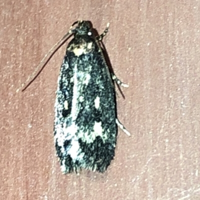 Barea codrella (A concealer moth) at Aranda, ACT - 15 Dec 2019 by Jubeyjubes