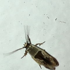 Stathmopoda megathyma (A concealer moth) at Aranda, ACT - 15 Dec 2019 by Jubeyjubes