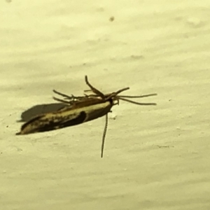 Stathmopoda megathyma at Aranda, ACT - 15 Dec 2019 09:29 PM