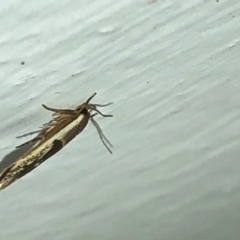 Stathmopoda megathyma at Aranda, ACT - 15 Dec 2019 09:29 PM