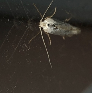 Philobota productella at Aranda, ACT - 15 Dec 2019 09:23 PM