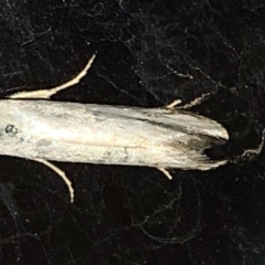 Philobota productella at Aranda, ACT - 15 Dec 2019 09:23 PM