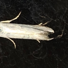 Philobota productella at Aranda, ACT - 15 Dec 2019 09:23 PM