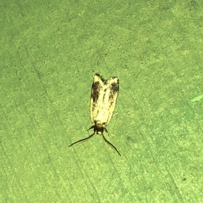 Hoplostega ochroma (a Eulechria Group moth) at Aranda, ACT - 15 Dec 2019 by Jubeyjubes