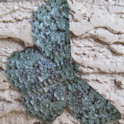 Hypodoxa muscosaria (Textured Emerald) at Cook, ACT - 15 Dec 2019 by idlidlidlidl