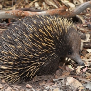 Tachyglossus aculeatus at Acton, ACT - 14 Dec 2019