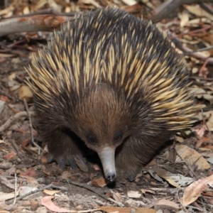 Tachyglossus aculeatus at Acton, ACT - 14 Dec 2019