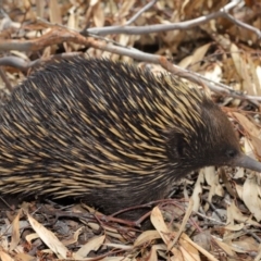 Tachyglossus aculeatus at Acton, ACT - 14 Dec 2019