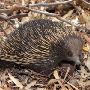 Tachyglossus aculeatus at Acton, ACT - 14 Dec 2019