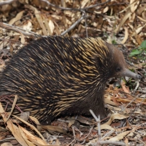 Tachyglossus aculeatus at Acton, ACT - 14 Dec 2019