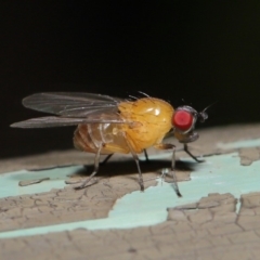 Sapromyza sp. (genus) (A lauxaniid fly) at ANBG - 7 Dec 2019 by TimL