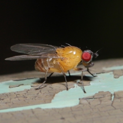 Sapromyza sp. (genus) (A lauxaniid fly) at Acton, ACT - 8 Dec 2019 by TimL