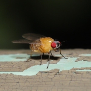 Sapromyza sp. (genus) at Acton, ACT - 8 Dec 2019 09:08 AM