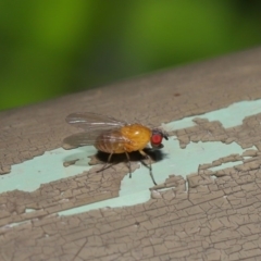 Sapromyza sp. (genus) at Acton, ACT - 8 Dec 2019 09:08 AM