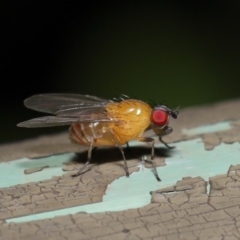 Sapromyza sp. (genus) at Acton, ACT - 8 Dec 2019 09:08 AM