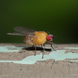 Sapromyza sp. (genus) at Acton, ACT - 8 Dec 2019 09:08 AM