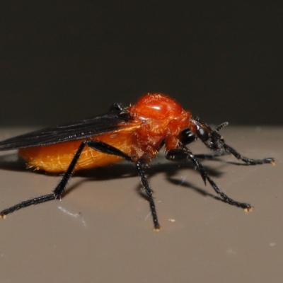 Bibio imitator (Garden maggot) at Acton, ACT - 8 Dec 2019 by TimL