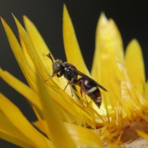 Bembecinus sp. (genus) at Acton, ACT - 8 Dec 2019