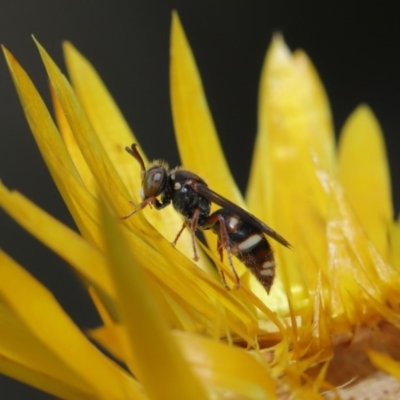 Bembecinus sp. (genus) (A sand wasp) at Acton, ACT - 7 Dec 2019 by TimL