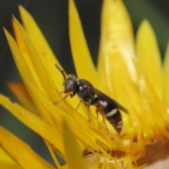 Bembecinus sp. (genus) at Acton, ACT - 8 Dec 2019