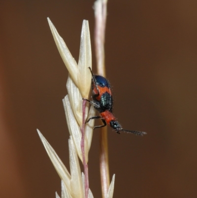 Dicranolaius bellulus (Red and Blue Pollen Beetle) at Hackett, ACT - 8 Dec 2019 by TimL