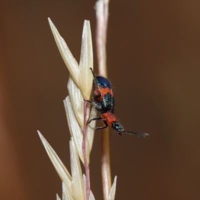 Dicranolaius bellulus (Red and Blue Pollen Beetle) at Hackett, ACT - 7 Dec 2019 by TimL
