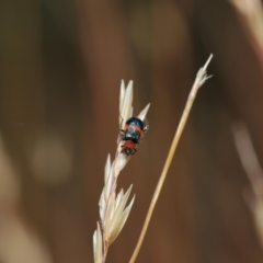 Dicranolaius bellulus at Hackett, ACT - 8 Dec 2019