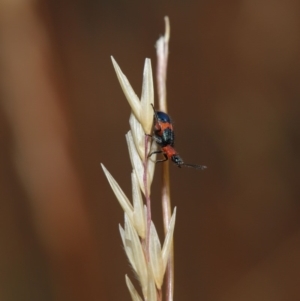 Dicranolaius bellulus at Hackett, ACT - 8 Dec 2019