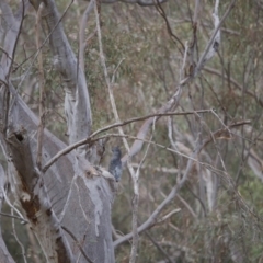 Callocephalon fimbriatum (Gang-gang Cockatoo) at Black Mountain - 15 Dec 2019 by robynkirrily